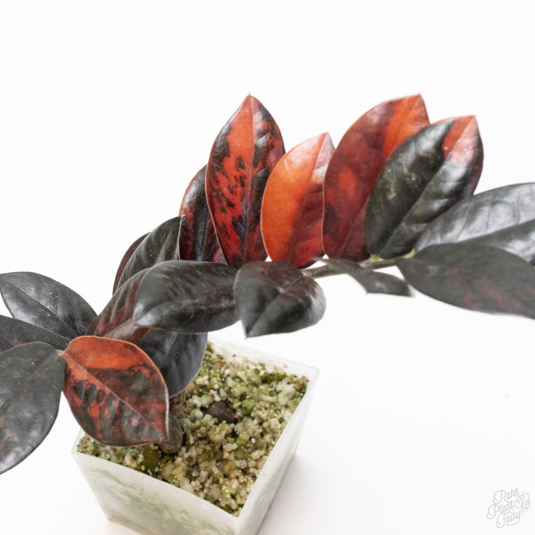Zamioculcas Zamiifolia "Raven ZZ" Pink Variegated (wk7-UD)