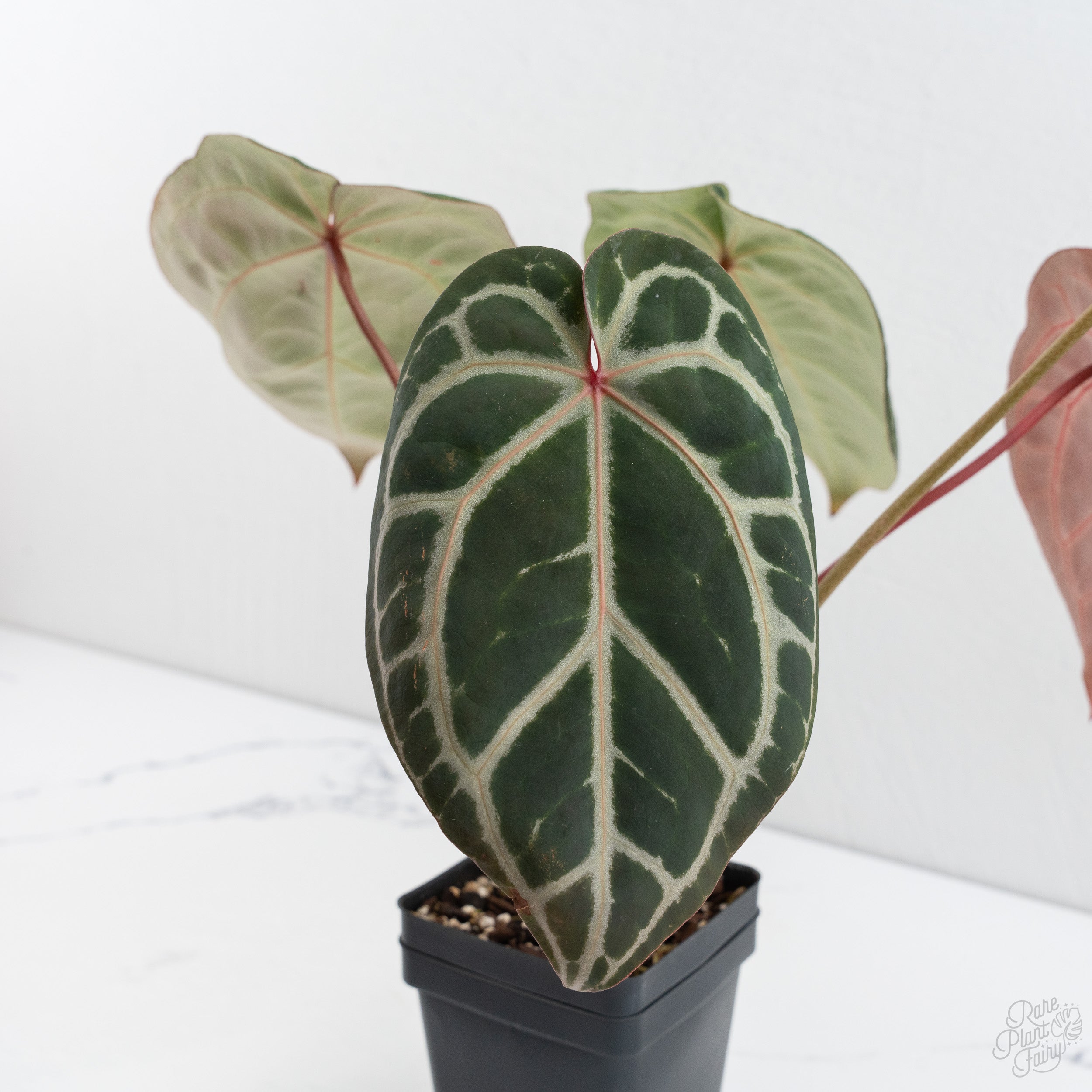 Anthurium Crystal Red '12' x Michelle '1' by DocBlock® (wk7-F