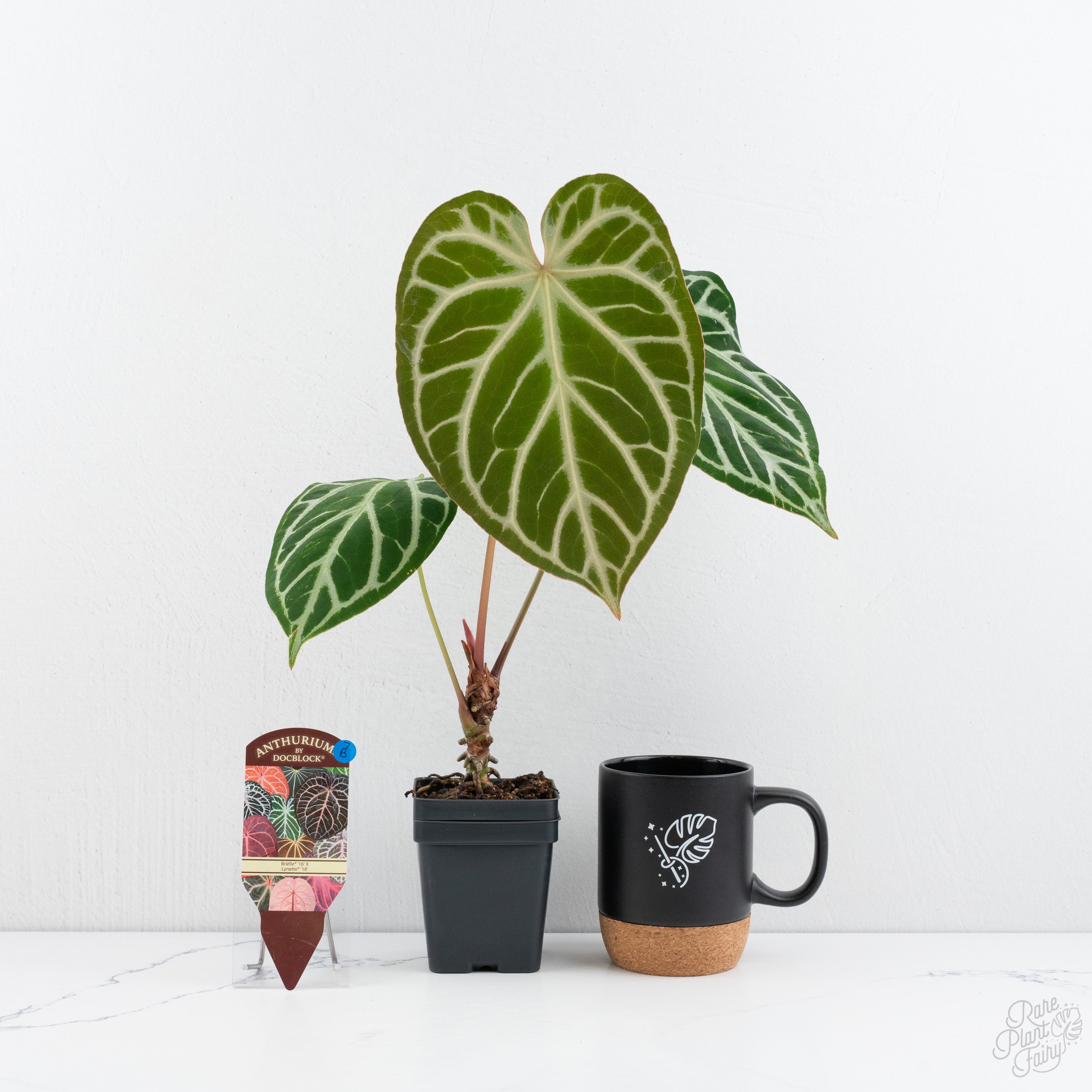 Anthurium Zara '33' x Home, Sweet Home '32' by DocBlock® *Grower's