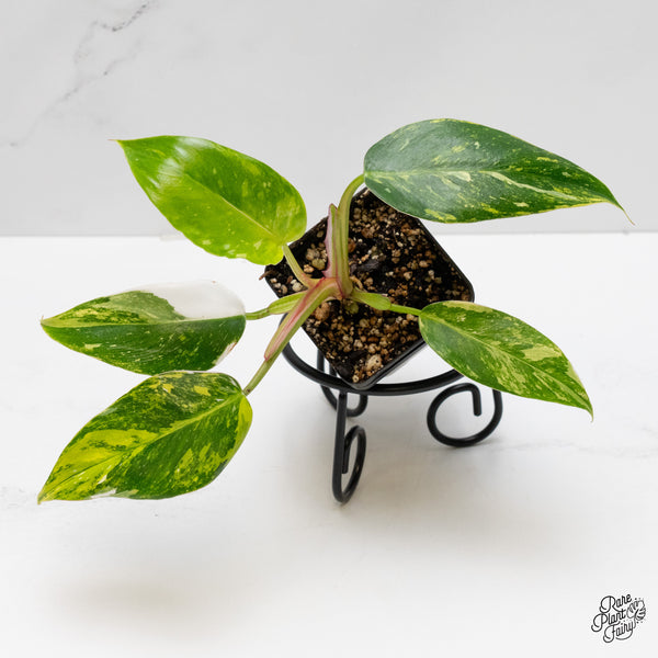 Philodendron Erubescens 'White Princess Aurea' *Grower's choice*