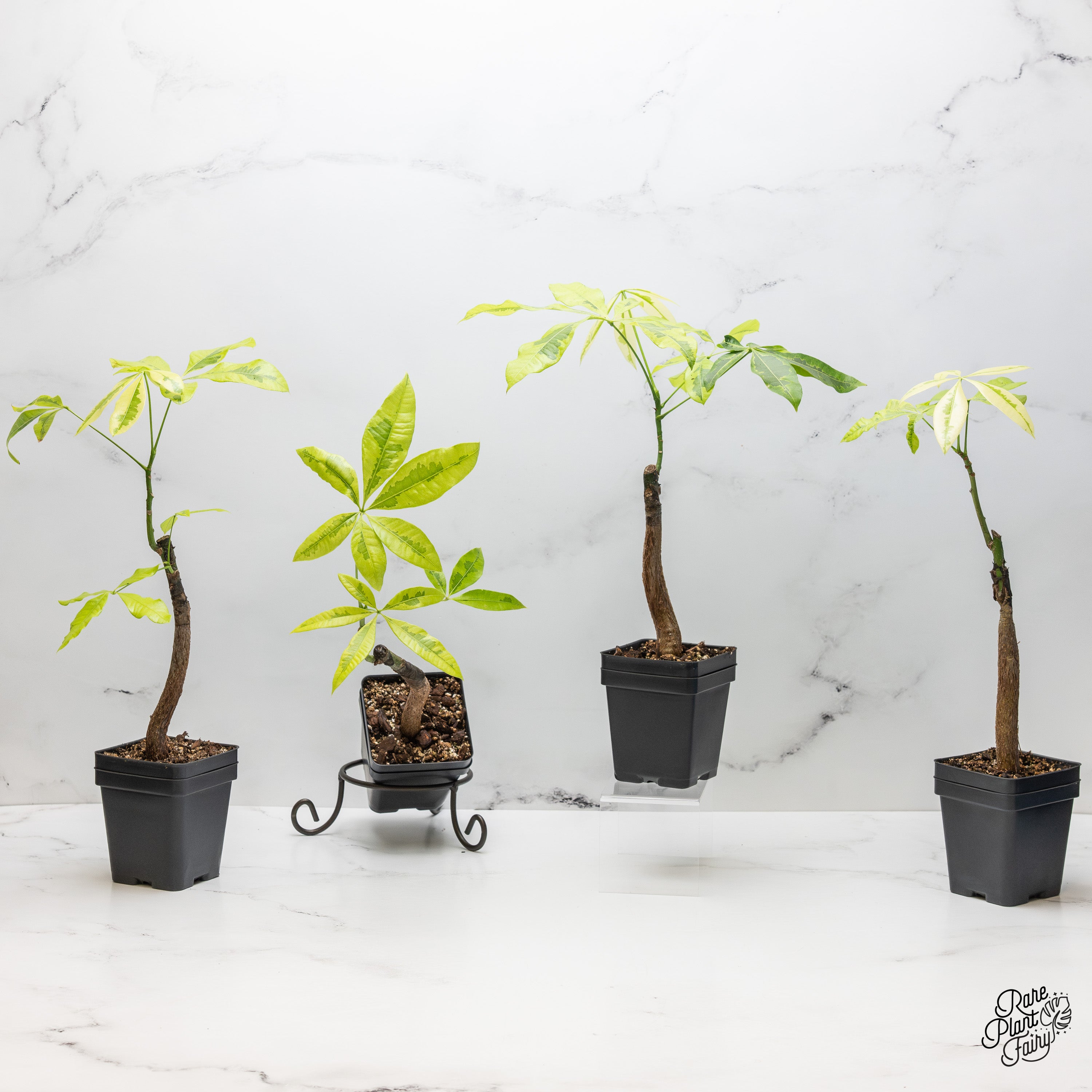 variegated money tree big Pachira Glabra (Money Tree) aurea variegated *Grower's Choice* – Rare Plant Fairy