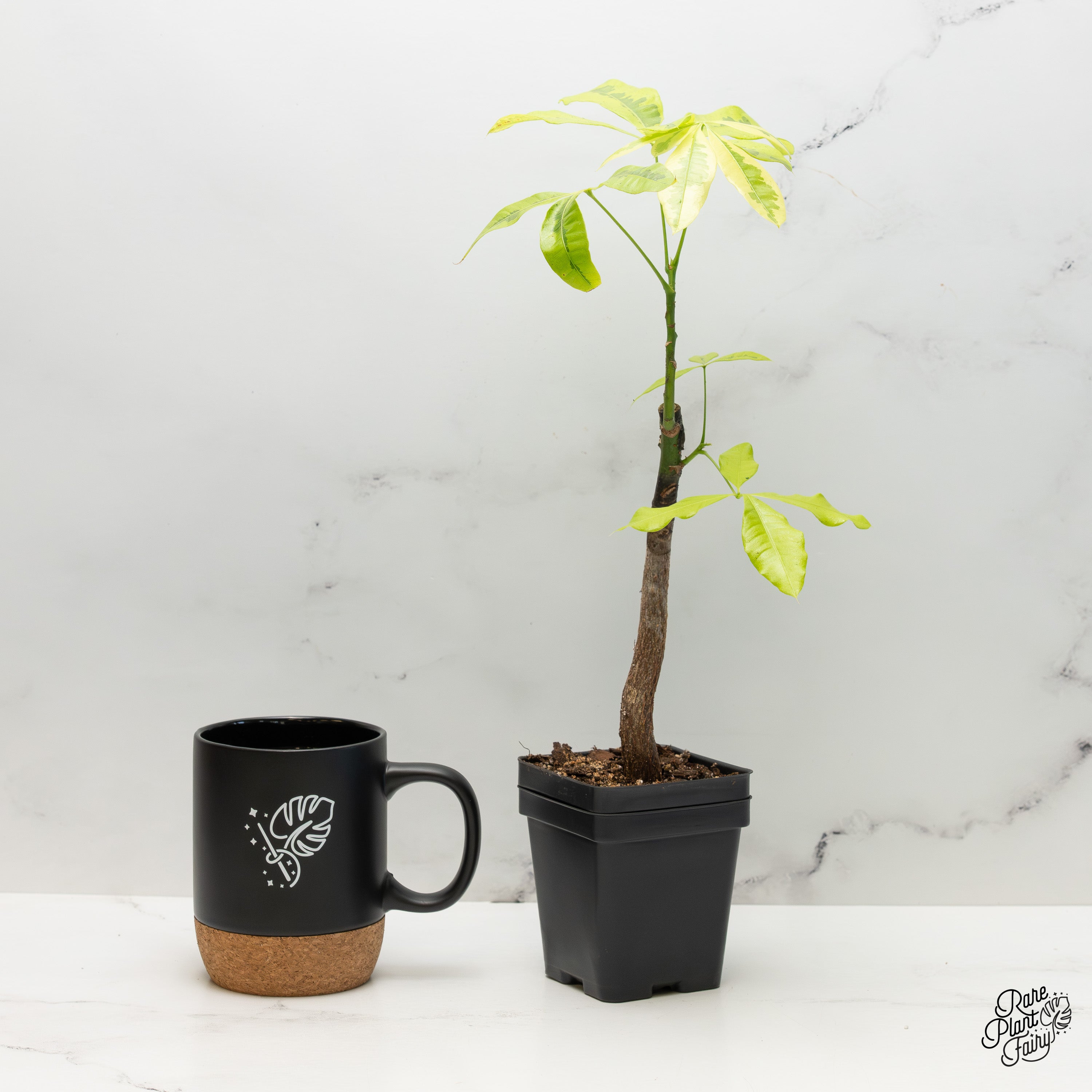 money cup plant Pachira Glabra (Money Tree) aurea variegated *Grower's Choice*