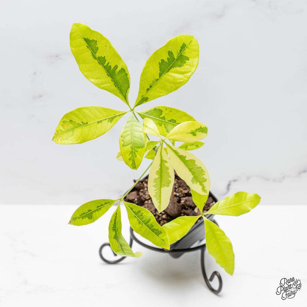 reddit money tree Pachira Glabra (Money Tree) aurea variegated *Grower's Choice* – Rare Plant Fairy
