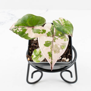 Alocasia Yucatan Princess Variegated
