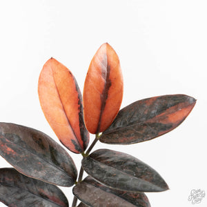 Zamioculcas Zamiifolia "Raven ZZ" Pink Variegated (wk29-UK)