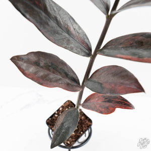 Zamioculcas Zamiifolia "Raven ZZ" Pink Variegated (wk29-UK)