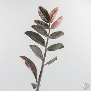 Zamioculcas Zamiifolia "Raven ZZ" Pink Variegated (wk29-UK)