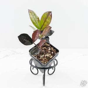 pink zz plant Zamioculcas Zamiifolia "Raven ZZ" Pink Variegated (wk24-UB) – Rare Plant Fairy