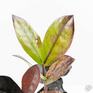 Zamioculcas Zamiifolia "Raven ZZ" Pink Variegated (wk24-UB)