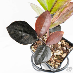 Zamioculcas Zamiifolia "Raven ZZ" Pink Variegated (wk24-UB)