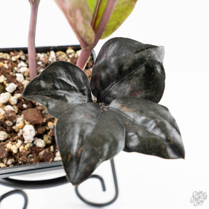Zamioculcas Zamiifolia "Raven ZZ" Pink Variegated (wk24-UB)