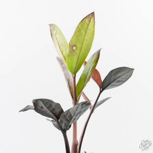 Zamioculcas Zamiifolia "Raven ZZ" Pink Variegated (wk24-UB)