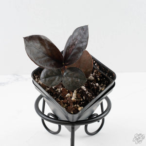 Zamioculcas Zamiifolia "Raven ZZ" Pink Variegated (wk40-U155)