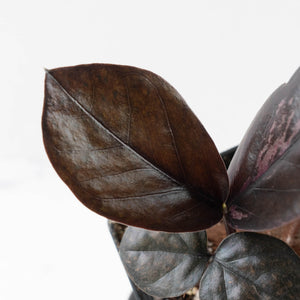 Zamioculcas Zamiifolia "Raven ZZ" Pink Variegated (wk40-U155)