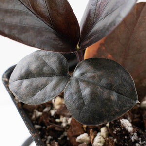 Zamioculcas Zamiifolia "Raven ZZ" Pink Variegated (wk40-U155)