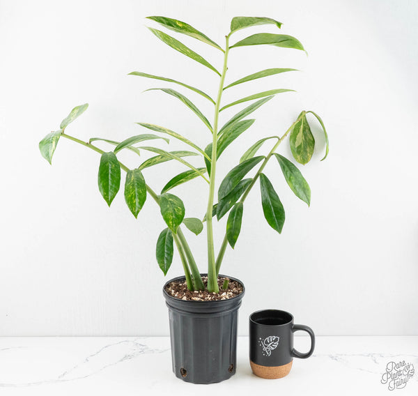 Wild Form Zamioculcas Zamiifolia "ZZ" Aurea Variegated (wk11-P)