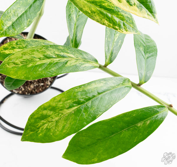 Wild Form Zamioculcas Zamiifolia "ZZ" Aurea Variegated (wk11-P)