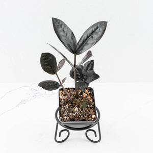 Zamioculcas Zamiifolia "Raven ZZ" Pink Variegated (wk32-UB)