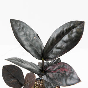 Zamioculcas Zamiifolia "Raven ZZ" Pink Variegated (wk32-UB)