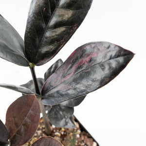 Zamioculcas Zamiifolia "Raven ZZ" Pink Variegated (wk32-UB)