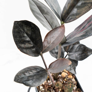 Zamioculcas Zamiifolia "Raven ZZ" Pink Variegated (wk32-UB)