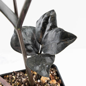 Zamioculcas Zamiifolia "Raven ZZ" Pink Variegated (wk32-UB)