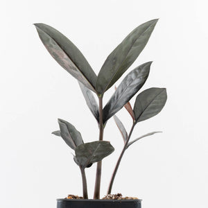 Zamioculcas Zamiifolia "Raven ZZ" Pink Variegated (wk32-UB)