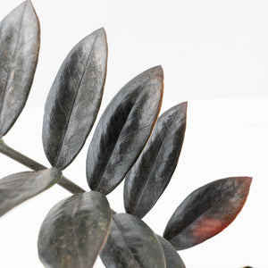 Zamioculcas Zamiifolia "Raven ZZ" Pink Variegated (wk32-UA)