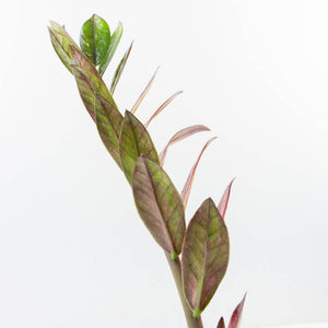 Zamioculcas Zamiifolia "Raven ZZ" Pink Variegated (wk32-UA)