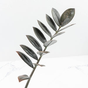 Zamioculcas Zamiifolia "Raven ZZ" Pink Variegated (wk32-UA)