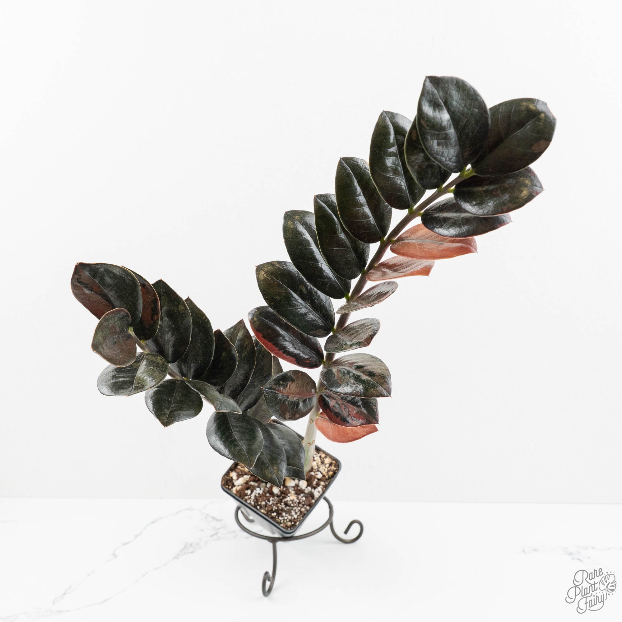 Zamioculcas Zamiifolia 