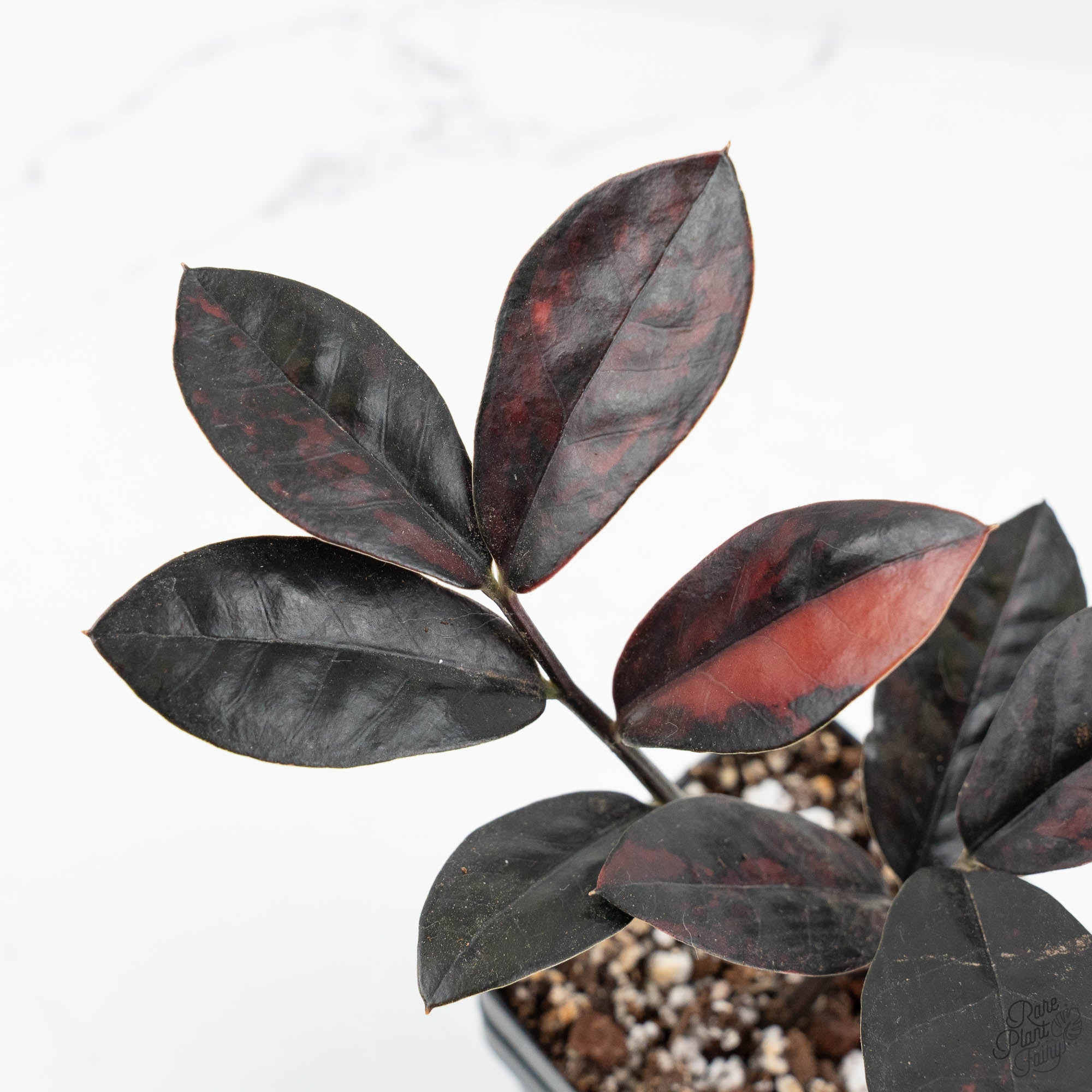 Zamioculcas Zamiifolia 