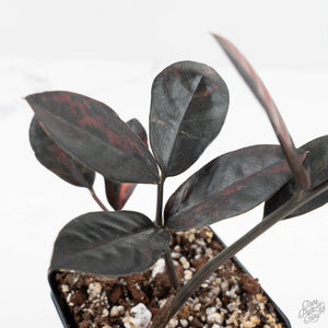 Zamioculcas Zamiifolia "Raven ZZ" Pink Variegated (wk17-UQ)
