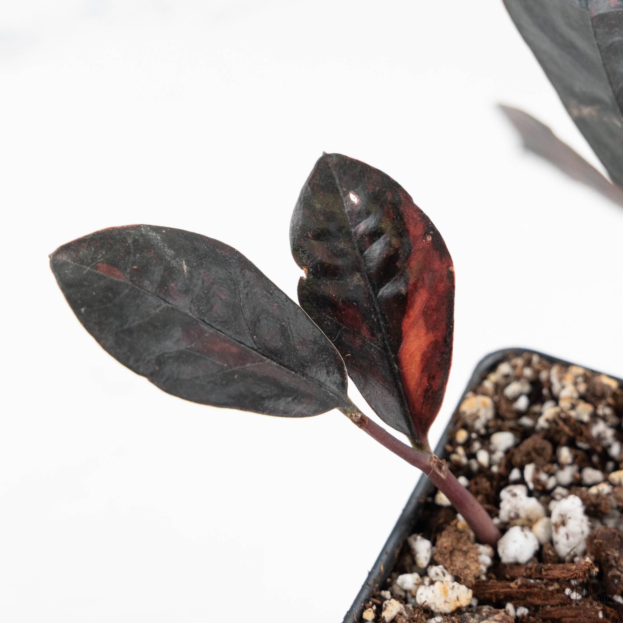 Zamioculcas Zamiifolia 