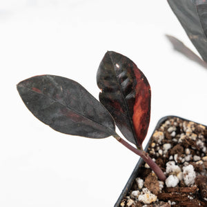 Zamioculcas Zamiifolia "Raven ZZ" Pink Variegated (wk17-UQ)