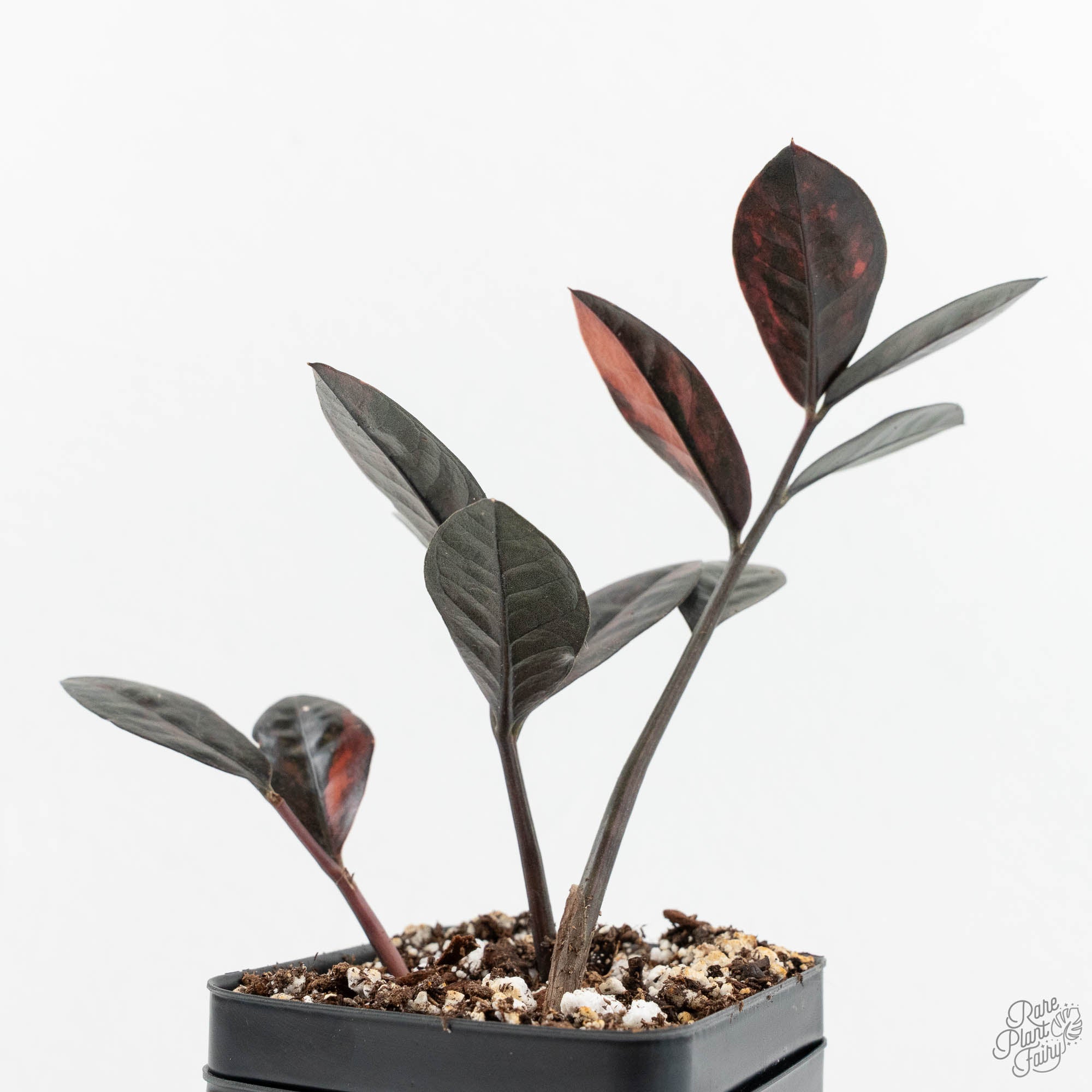 Zamioculcas Zamiifolia 