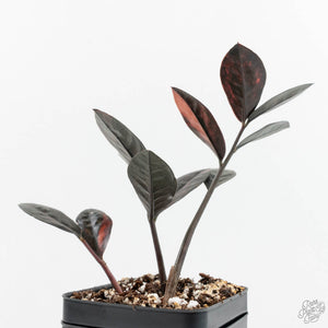 Zamioculcas Zamiifolia "Raven ZZ" Pink Variegated (wk17-UQ)
