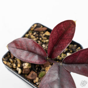 Zamioculcas Zamiifolia "Raven ZZ" Pink Variegated (wk26-UC)
