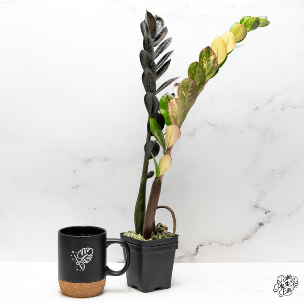 Zamioculcas Zamiifolia "Raven ZZ" Pink Variegated (wk50-UH)
