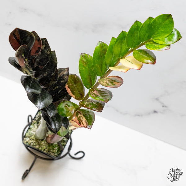 Zamioculcas Zamiifolia "Raven ZZ" Pink Variegated (wk50-UH)