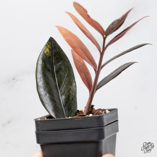 Zamioculcas Zamiifolia "Raven ZZ" Pink Variegated (wk52-UD)