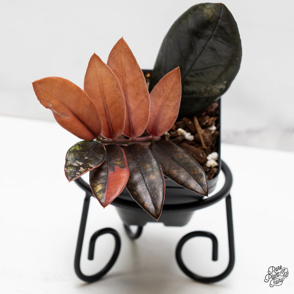 Zamioculcas Zamiifolia "Raven ZZ" Pink Variegated (wk52-UD)