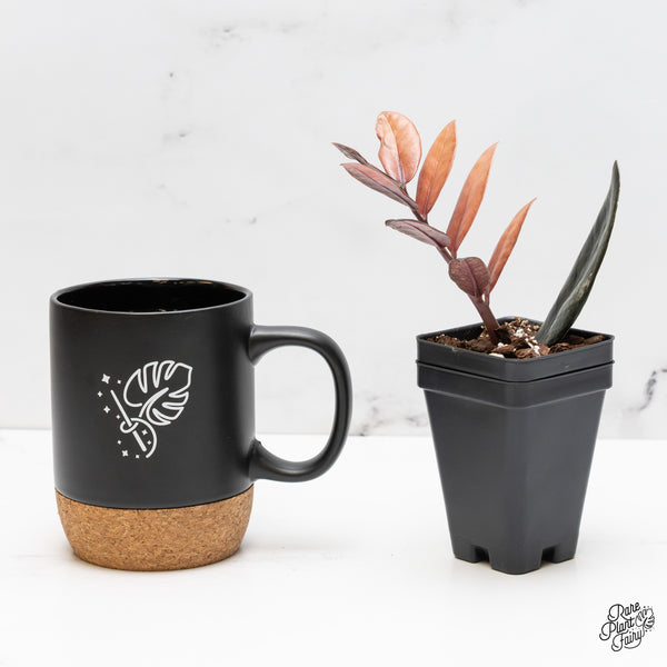 Zamioculcas Zamiifolia "Raven ZZ" Pink Variegated (wk52-UD)