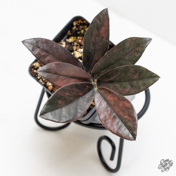 Zamioculcas Zamiifolia "Raven ZZ" Pink Variegated (wk4-UE)