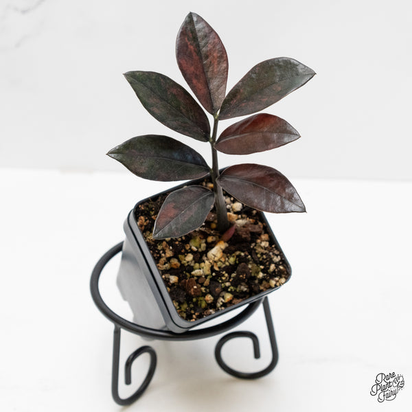 Zamioculcas Zamiifolia "Raven ZZ" Pink Variegated (wk4-UE)