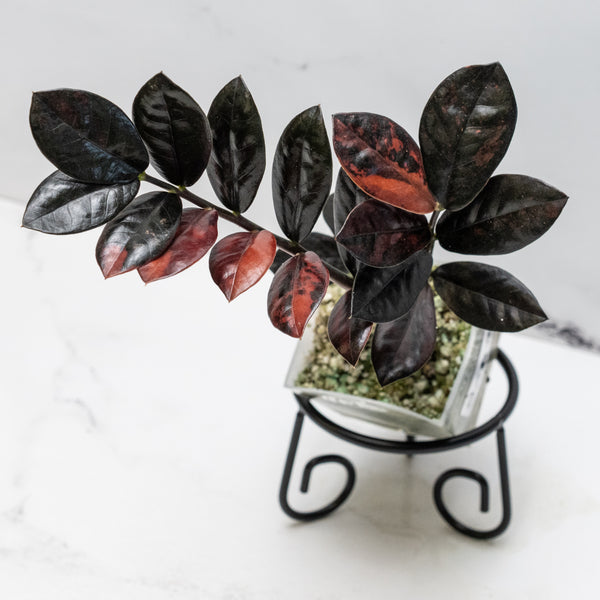 Zamioculcas Zamiifolia "Raven ZZ" Pink Variegated (wk49-UF)