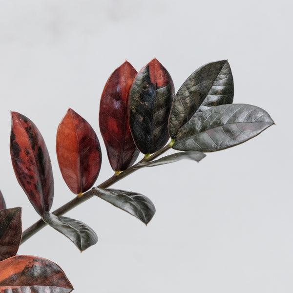 Zamioculcas Zamiifolia "Raven ZZ" Pink Variegated (wk49-UF)