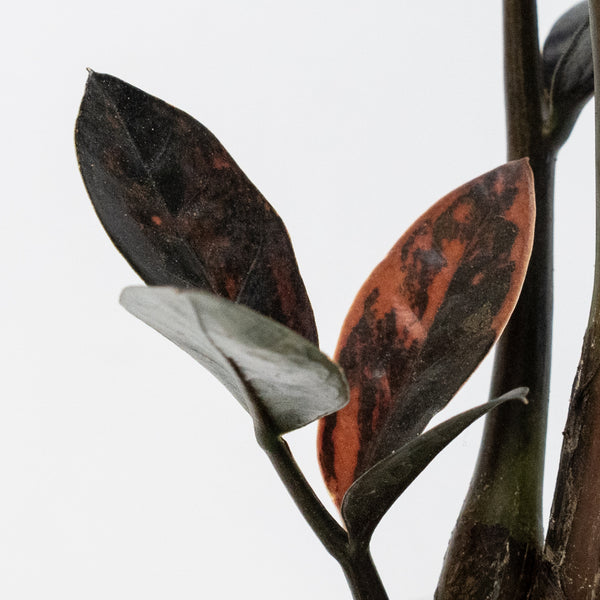 Zamioculcas Zamiifolia "Raven ZZ" Pink Variegated (wk49-UF)
