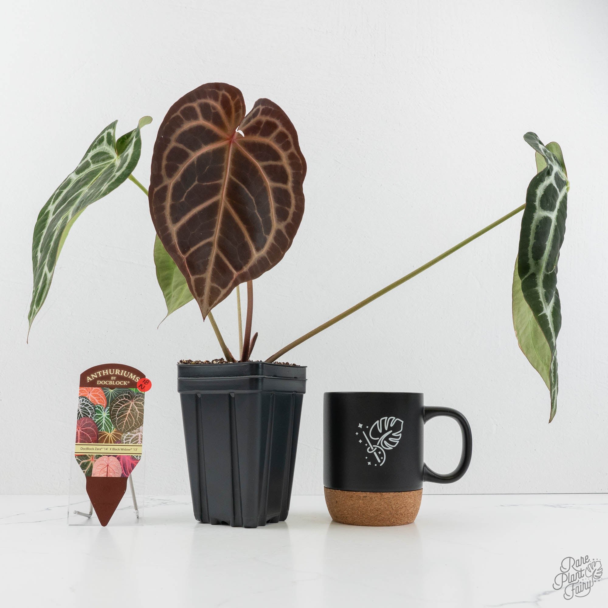 Anthurium Zara '14' x Black Widow '13' by DocBlock® (wk18-N