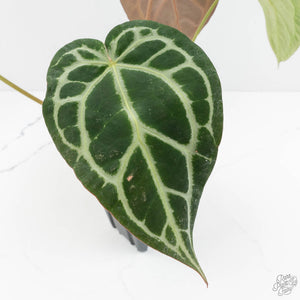 Anthurium Zara '14' x Black Widow '13' by DocBlock® (wk18-N)